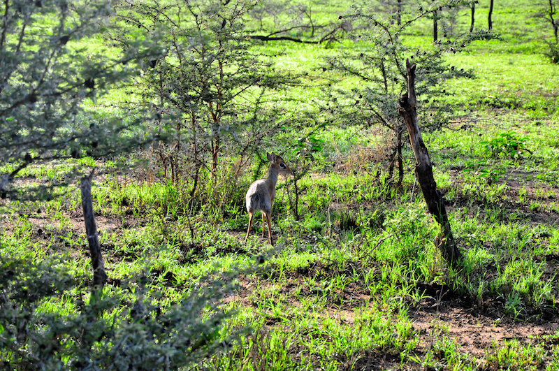 Melanie Heinrich Travel Images Africa